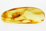 Fossil Brown Lacewing (Prolachlanius resinatus) In Baltic Amber #315538-1